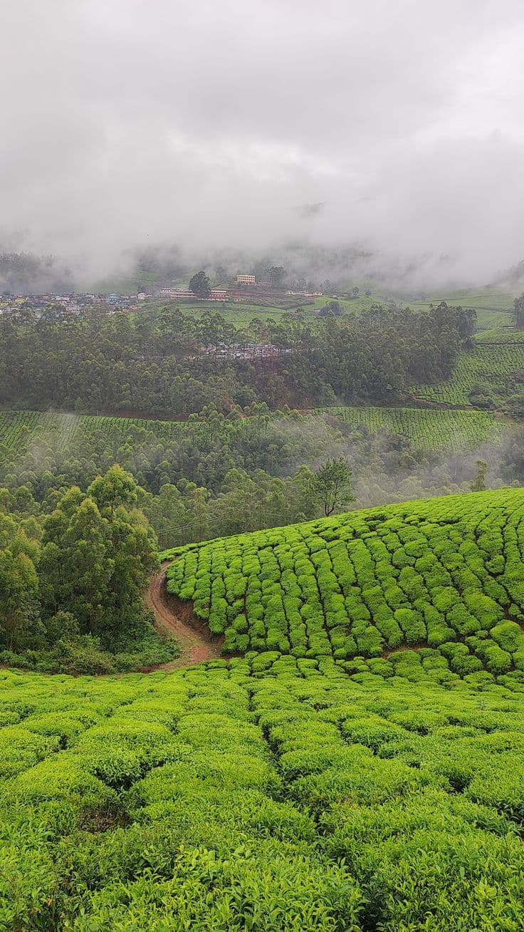 Tea Plantation